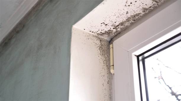 Best Residential Mold Remediation in Hudson, MI